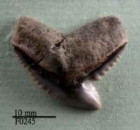 藏品(鼬鯊上顎齒)的圖片