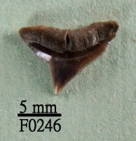 藏品(公牛鯊上顎齒)的圖片