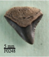 藏品(長鰭真鯊上顎齒)的圖片