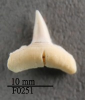 館藏編號:F0251的藏品圖