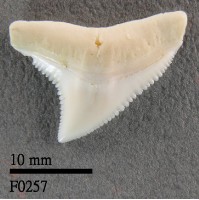 館藏編號:F0257的藏品圖