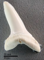 藏品(短鰭鯖鯊下顎齒)的圖片