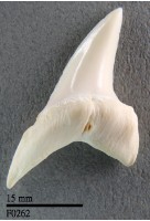 藏品(長鰭鯖鯊下顎齒)的圖片