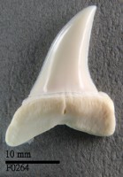 藏品(長鰭鯖鯊下顎齒)的圖片