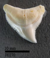 藏品(公牛鯊上顎齒)的圖片