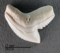 藏品(鼬鯊上顎齒)的圖片