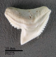 藏品(鼬鯊上顎齒)的圖片