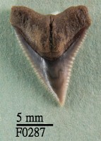 藏品(長鰭真鯊上顎齒)的圖片