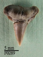 藏品(黑邊鰭真鯊上顎齒)的圖片