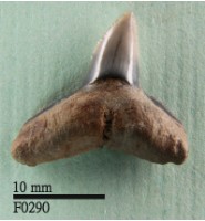 藏品(公牛鯊下顎齒)的圖片