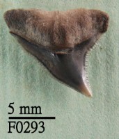 藏品(大鼻真鯊上顎齒)的圖片