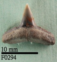 藏品(長鰭真鯊下顎齒)的圖片