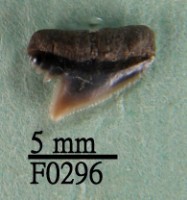 藏品(爪哇真鯊上顎齒)的圖片