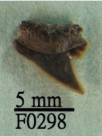 藏品(爪哇真鯊上顎齒)的圖片