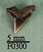 藏品(公牛鯊上顎齒)的圖片