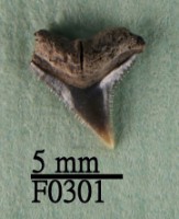 藏品(公牛鯊上顎齒)的圖片