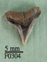 藏品(大鼻真鯊上顎齒)的圖片