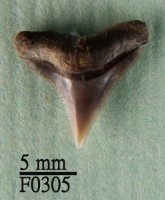 藏品(白邊真鯊上顎齒)的圖片