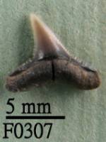 藏品(黑邊鰭真鯊下顎齒)的圖片