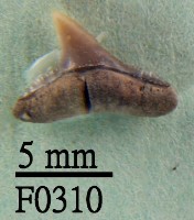 藏品(黑邊鰭真鯊下顎齒)的圖片