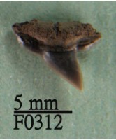 藏品(路氏雙髻鯊牙齒)的圖片