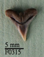 藏品(白邊真鯊上顎齒)的圖片