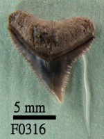 藏品(鉛灰真鯊上顎齒)的圖片