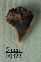 藏品(大鼻真鯊上顎齒)的圖片