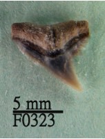 藏品(爪哇真鯊上顎齒)的圖片