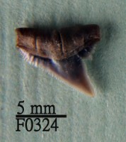 藏品(爪哇真鯊上顎齒)的圖片