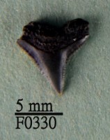 藏品(鉛灰真鯊上顎齒)的圖片