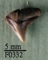 藏品(沙洲鯊上顎齒)的圖片