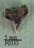 藏品(沙洲鯊上顎齒)的圖片