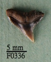 藏品(白邊真鯊上顎齒)的圖片