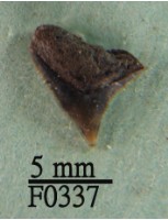 藏品(沙洲鯊上顎齒)的圖片