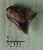 藏品(灰色真鯊上顎齒)的圖片