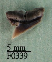 藏品(爪哇真鯊上顎齒)的圖片