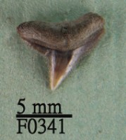 藏品(公牛鯊上顎齒)的圖片