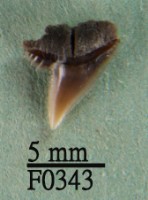 藏品(沙拉真鯊上顎齒)的圖片