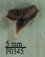 藏品(爪哇真鯊上顎齒)的圖片