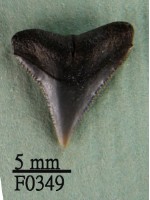 藏品(鉛灰真鯊上顎齒)的圖片