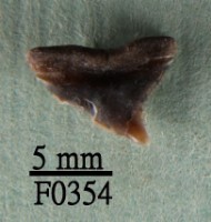 藏品(公牛鯊上顎齒)的圖片