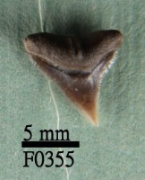 藏品(白邊真鯊上顎齒)的圖片