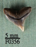 藏品(鉛灰真鯊上顎齒)的圖片