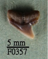 藏品(杜氏真鯊上顎齒)的圖片