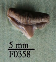 藏品(鯊魚上顎齒)的圖片