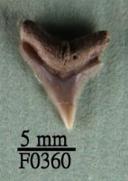 藏品(鉛灰真鯊上顎齒)的圖片