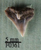 藏品(鉛灰真鯊上顎齒)的圖片