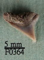 藏品(鉛灰真鯊上顎齒)的圖片