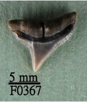 藏品(鉛灰真鯊上顎齒)的圖片